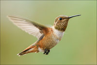 Allen's Hummingbird