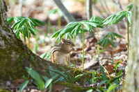 Chipmunk in a mini forest