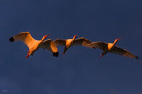 White Ibis as the sun comes up