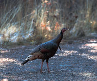 Tom Turkey