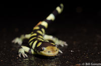 Tiger Salamander doing tail wagging defensive display (posible scorpion mimicry).  New Mexico.