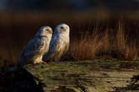 Snowy Owls at dawn