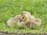 Goslings in Rain