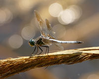 Dfly