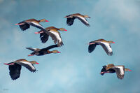 Black Bellied Whistling Ducks 
