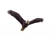 Eagle Soaring