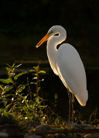 Egret