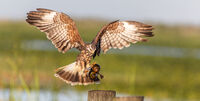 Snail Kite 