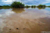 Spadefoot, (Spea sp.), tadpoles.  Bosque del Apache.