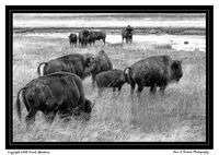 Yellowstone Bison