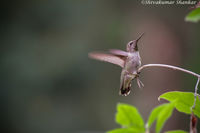 Ruby Throated HummingBird