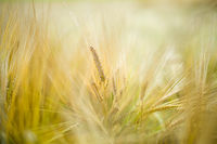 Cornfield