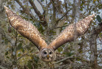 Barred Owl coming at me 