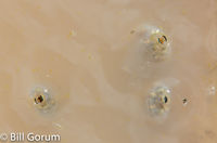 Spadefoot, (Spea sp.) tadpoles gulping air at Bosque del Apache.