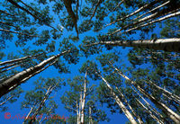 Reaching for the Sky