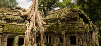 Strangler Fig Ta Prohm