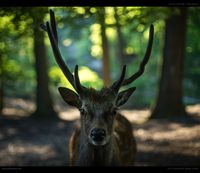 Stag