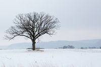 The Tree