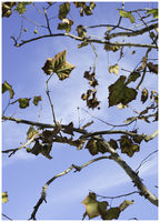 Branching Out
