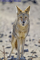 Local resident @DVNP
