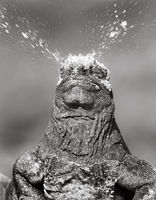 Marine Iguana Expelling Salt Water