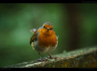 Robin