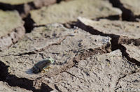 New Mexico Spadefoot metamorph at Bosque del Apache.