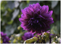 Royal Flower