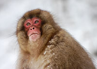 Snow Monkey
