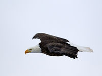 eagle 1DIV 500/4L IS