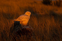 Golden Light