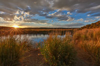 Desert Spring