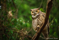Great Horned @Natural Bridges Santa Cruz