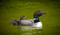 Common Loons and Chicks