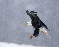 eagle 1DX 500/4L IS 1.4x III