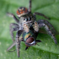 Spider