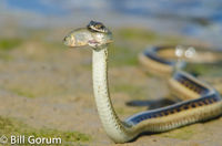 New Mexico Garter Snake with fish.  Bosque del Apache.
