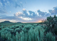 Turquois Sage Brush