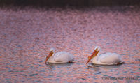 Shimmering sunset of the Pelicans