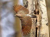 Northern Flicker