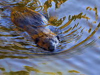 beaver 1DIV 500/4L IS 2xIII