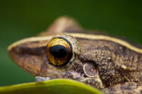 Common Coqui