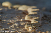 Prairie Rattlesnake crawling at Petroglyph National Monument.