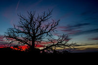 Dead Tree Sunset