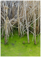 Life and Death in a Pond of Stagnant Water
