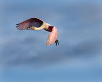 Spoonbill