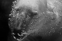 Endangered!: 2nd Place Merit of Excellence. Black & White Spider Awards: Wildlife