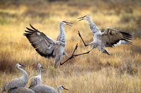 Dueling Cranes