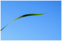 The Green Banner