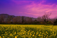 Spring Sunset